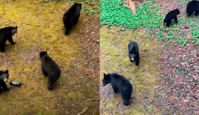 YouTube viral: Abuela oye extraños sonidos, descubre a familia de osos salvajes robándole y ocurre esto [VIDEO]