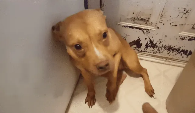 Un video muestra la emotiva reacción de un perro al ser regañado por su dueño.