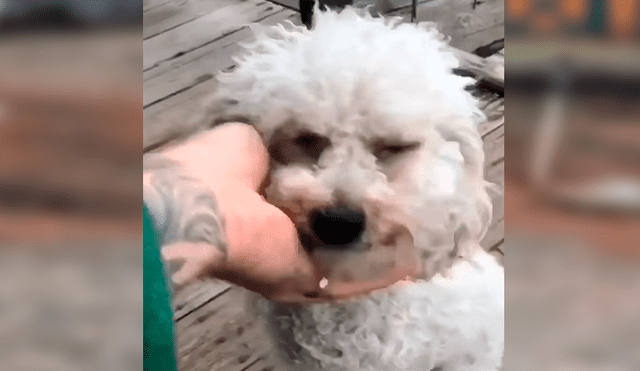 Facebook viral: perro nació sin sus patas delanteras, fue abandonado y hoy tiene un nuevo hogar [VIDEO] 