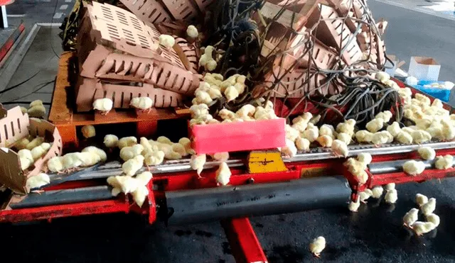 La Policía investiga la responsabilidad de los hechos; solo han sobrevivido unos 3.000 polluelos del total del cargamento abandonado. Foto: DGP