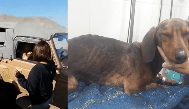 Youtube: perro se pierde tras viajar en avión y lo encuentran en desierto