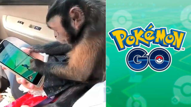 Facebook: mono juega Pokémon Go y sorprende por sus habilidades como entrenador [VIDEO]