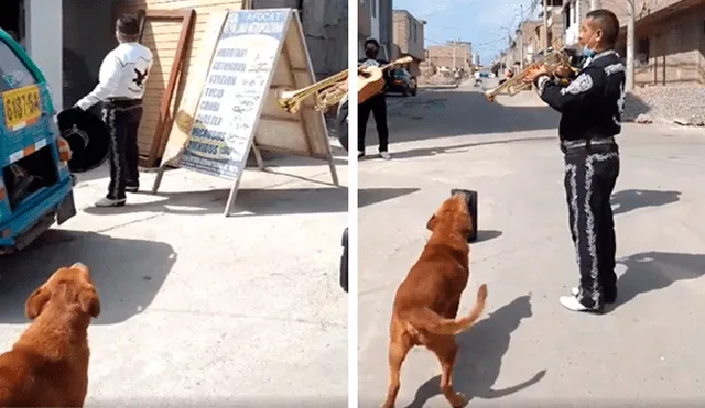 Desliza las imágenes hacia la izquierda para conocer la actuación de un perro al unirse a un grupo de mariachis.