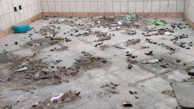 Restacan a cachorro abandonado que habría vivido entre restos de otros perros [FOTOS y VIDEO]