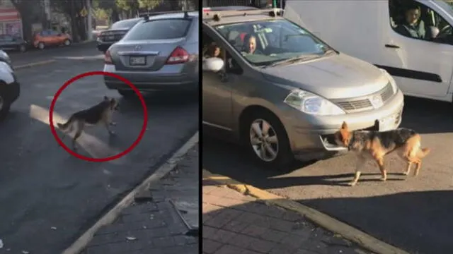 El can corrió tras el auto para intentar subir, pero las mujeres no se detuvieron. Foto: captura