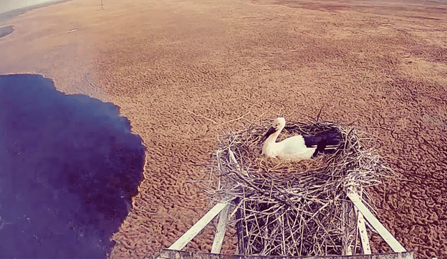 Youtube viral: Cigüeña se rehúsa a abandonar nido de sus crías pese a abrazador incendio [VIDEO]