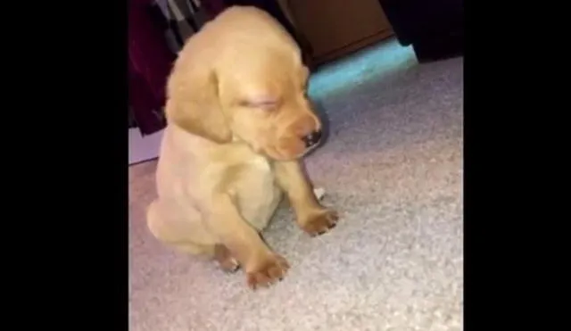 Twitter: Cachorro lucha contra el sueño y le pasa algo muy duro