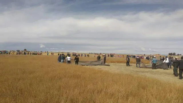 Capturan puma salvaje en distrito cercano al lago Titicaca [VIDEO]