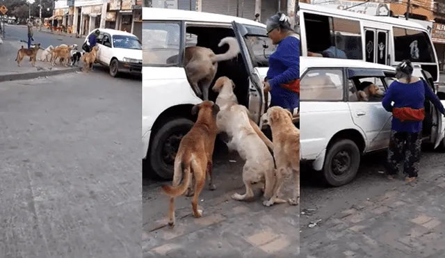 Video es viral en Facebook. La mujer se ganó los aplausos de miles de personas, luego de que adoptara a estos 8 perros que entraron de forma muy ordenada al taxi. Foto: Captura.