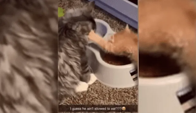 Video es viral en Facebook. Dueño de los felinos se percató de la hilarante escena entre sus mascotas y no dudó en grabarla para compartirla en redes.