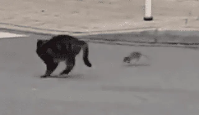 Facebook Viral: Gato atacó a una rata karateka y tuvo terrible final