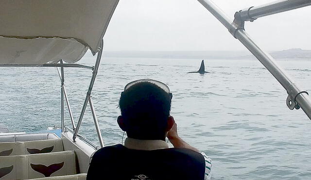 El "fantasma". Así llaman a una solitaria orca que persigue a las crías de la ballena jorobada.