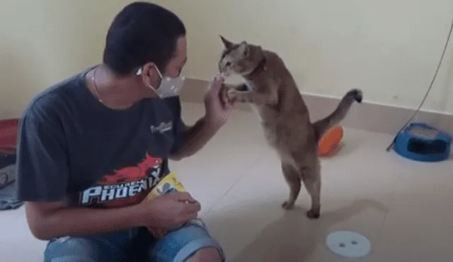 YouTube viral: Joven rescata a una gata y esta le agradece haciéndole masajes cuando él llega a casa [VIDEO]