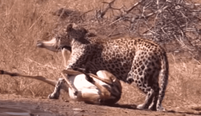 Feroz leopardo ataca a su presa, sin imaginar que una hambrienta hiena lo atacaría a traición [VIDEO] 