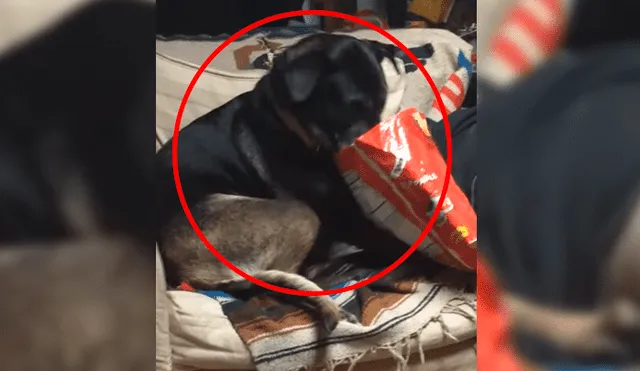 Perro hambriento aprovecha el descuido de su dueño para ‘robarle’ su comida [VIDEO]