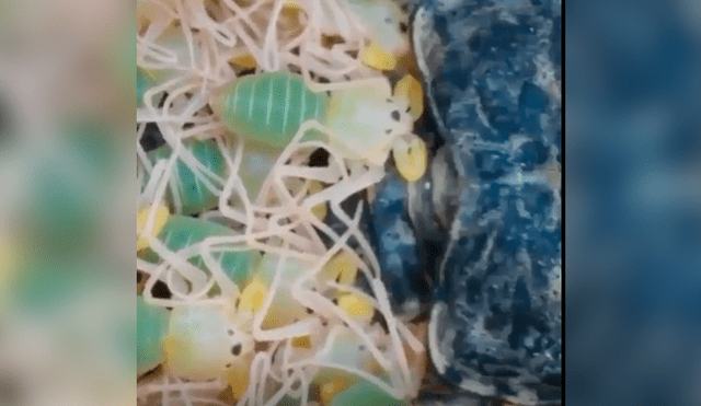 Facebook viral: graban a enorme tarántula llevando a sus cientos de crías a su nido [VIDEO]
