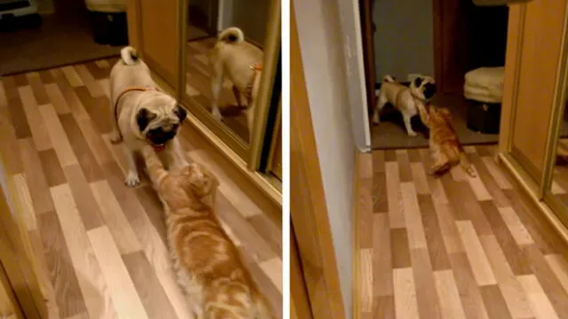 Facebook viral: adorable perro "secuestra" a gatito y el motivo te encantará [VIDEO]