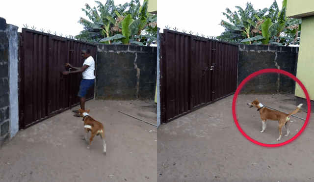 YouTube: Dejó a su perro solo en casa y reacción del can sorprendió a miles [VIDEO]