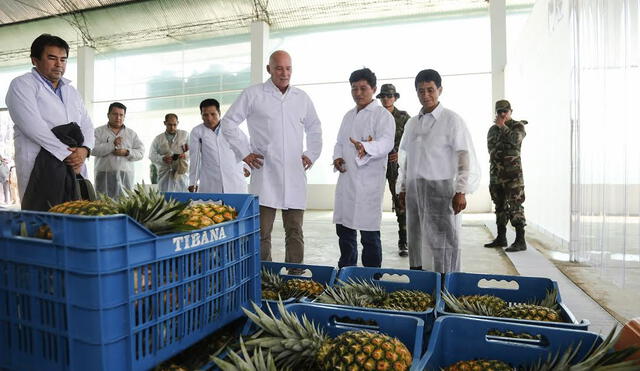 Mincetur: productores del Vraem exportarán 400 toneladas de piña fresca certificada