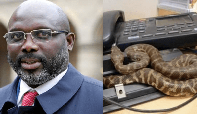 Dos serpientes impiden al presidente de Liberia entrar a su despacho [VIDEO]