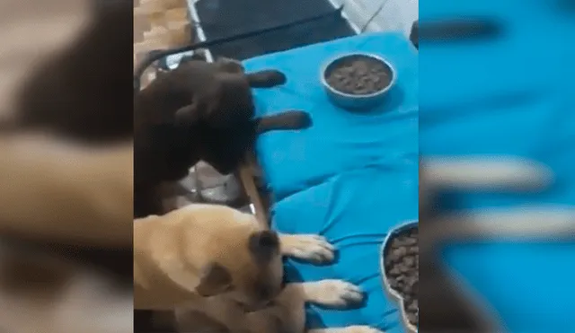 En Facebook, un joven enseñó a sus enormes perros a bendecir sus alimentos antes de consumirlos.