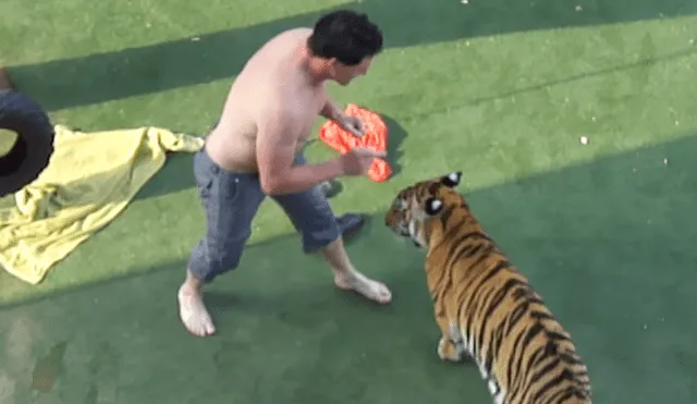 Arriesgado cuidador que aparece en el video de YouTube intentó adiestrar a un enfurecido tigre.