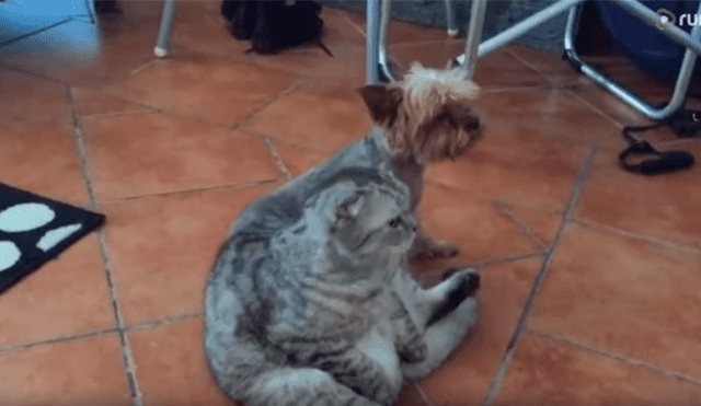 Un chica grabó en un video viral de Facebook el instante en que encontró a su gato y perro en un simpática escena que dio la vuelta al mundo.