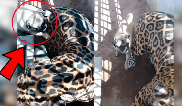 Turista captó la inesperada reacción de un enorme jaguar ante la molestosa insistencia de un cachorro pug que no deja de morderlo y acosarlo