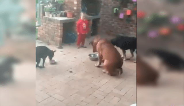 Video es viral en YouTube. Los animales se ganaron la admiración de todos con su ejemplar comportamiento antes de empezar a comer