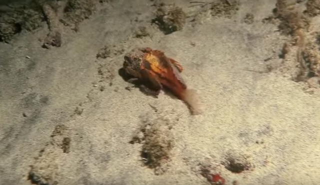 YouTube: hallan pez que ‘camina’ en el fondo marino y desconcierta a científicos