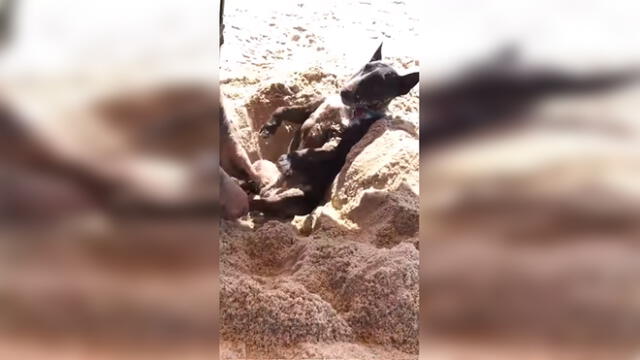 Vía Facebook: Perro fue ‘enterrado’ vivo por su dueño y video asombra a miles