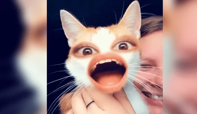 Facebook Viral: gato prueba divertidos filtros y hace reír a internautas con el resultado [VIDEO]