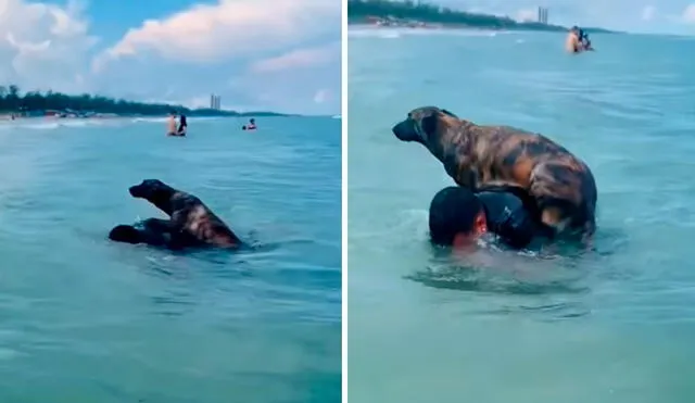 Un joven comenzó a flotar en el agua para conocer el comportamiento de su mascota, pero sucedió todo lo contrario cuando este se echó en su espalda. Foto: captura de Facebook