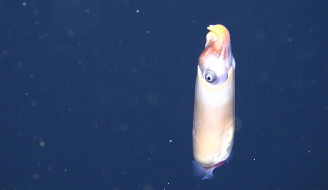 El calamar cuerno de carnero parece botar una estela de tinta. Sería una técnica de distracción contra las criaturas que lo acechan | Fotocaptura: Schmidt Ocean Institute