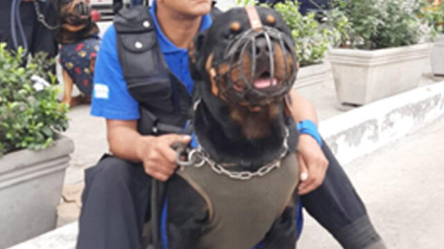 Draco, integrante de la brigada canina del distrito, es de mucha ayuda para los serenos. (Foto: Municipalidad de Surquillo)