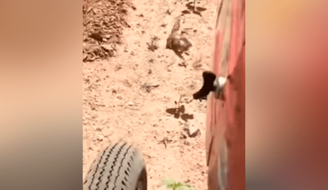 Facebook viral: mamá ave para enorme tractor con su aleteo y evita un trágico final [VIDEO] 