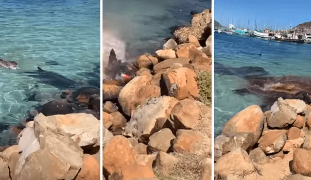Desliza hacia la izquierda para ver la brutal pelea de los animales marinos. Imágenes virales de Facebook.