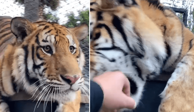Desliza hacia la izquierda para ver el encuentro del cuidador de felinos con el tigre, escena que es viral en Facebook.