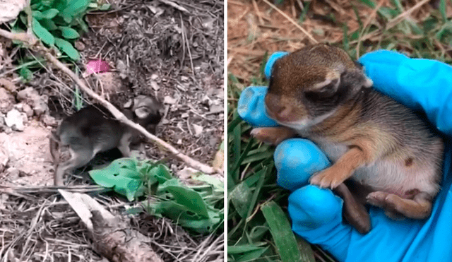 El recién nacido, aún no habría los ojos y buscaba a su mamá para alimentarse. Foto: Jessica Lee/TikTok