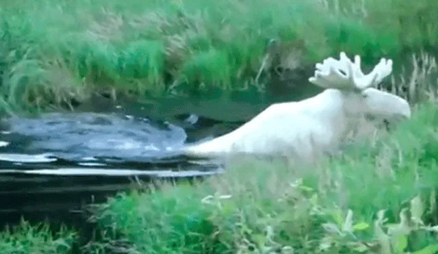 YouTube: difunden video de un raro y espectacular alce blanco en Suecia