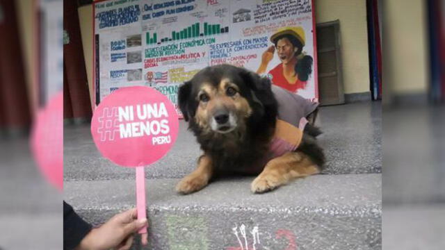 Pancho Cavero revela nombre y diagnóstico de 'Perrovaca' [VIDEO] 