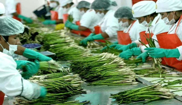 El 82% de empresas agrícolas peruanas exporta menos de US$ 1 millón