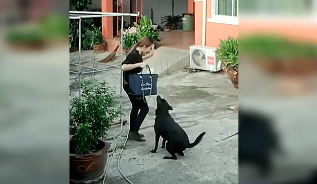 El gracioso episodio quedó registrado por cámaras de seguridad instaladas en la casa de la dueña del can. Video es viral en YouTube.