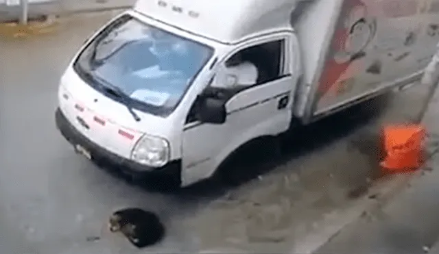 Camión atropella perro en La Libertad