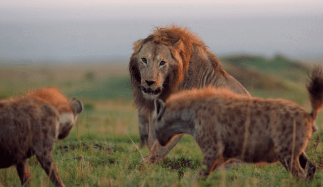 El león estaba aterrado al ver a la gran cantidad de hienas que lo rodeaban Foto: BBC Mundo / YouTube