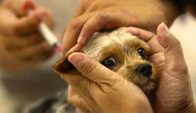 Reportan caso 15 de rabia canina en Arequipa 