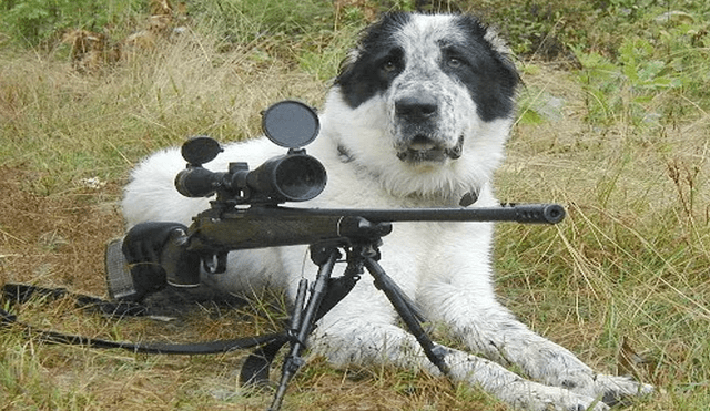 Rusia: Perro dispara accidentalmente a su dueño y lo mata