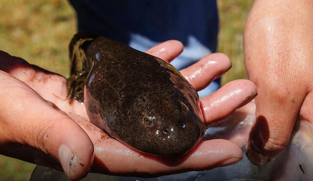 Junín: jóvenes se unen para promover la conservación de anfibios altoandinos del lago Chinchaycocha 