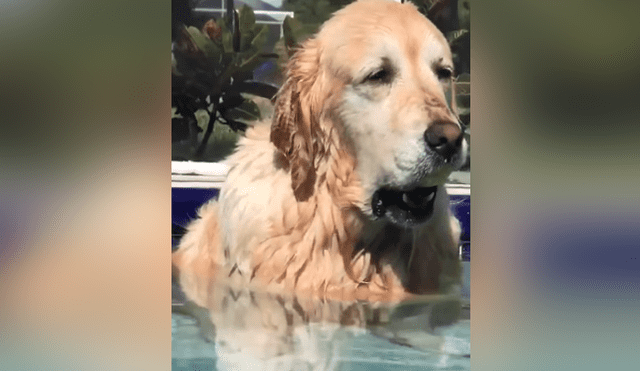 Un joven captó el momento en que su perro que queda dormido en la piscina. Foto: YouTube