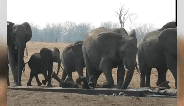 La impactante grabación de YouTube revela el momento en que la mamá elefante reúne a toda la manada para que la ayuden a rescatar a su crío